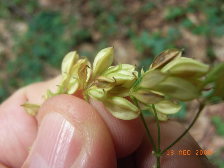 Thalictrum aquilegifolium